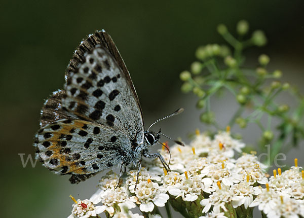 Fetthennenbläuling (Scolitantides orion)