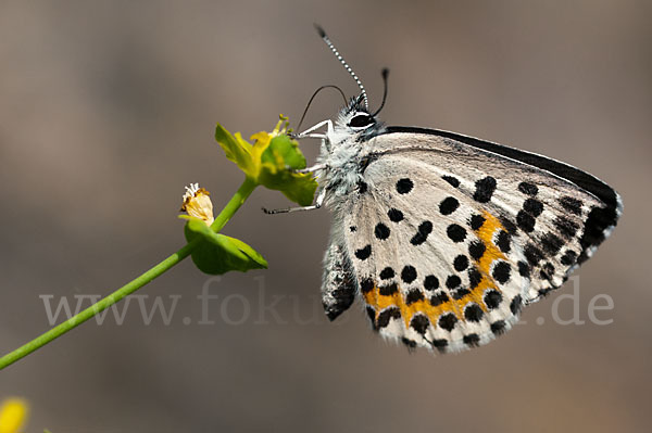Fetthennenbläuling (Scolitantides orion)