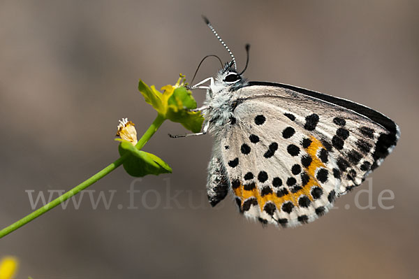 Fetthennenbläuling (Scolitantides orion)