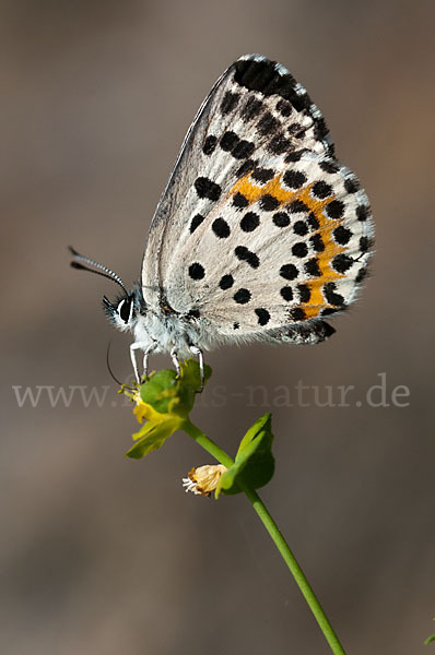 Fetthennenbläuling (Scolitantides orion)