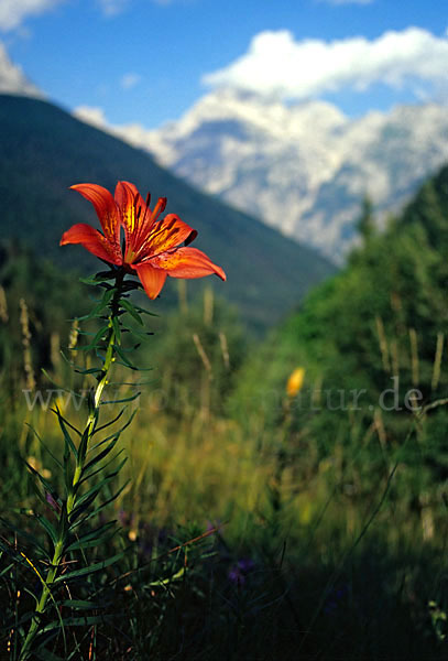 Feuer-Lilie (Lilium bulbiferum)