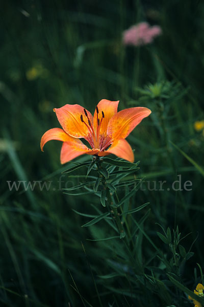 Feuer-Lilie (Lilium bulbiferum)