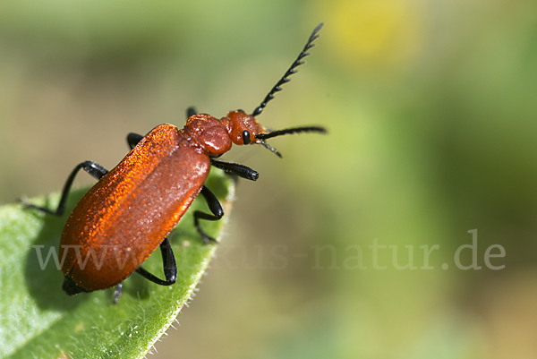 Feuerkäfer (Pyrochroa coccinea)