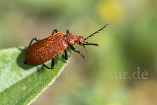 Feuerkäfer (Pyrochroa coccinea)