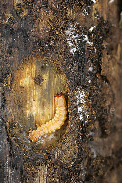 Feuerkäfer (Pyrochroa coccinea)