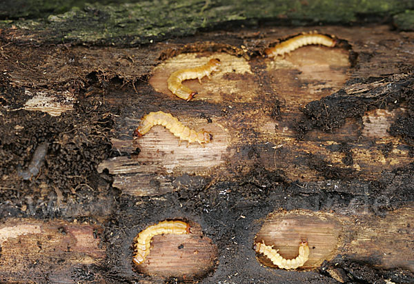 Feuerkäfer (Pyrochroa coccinea)