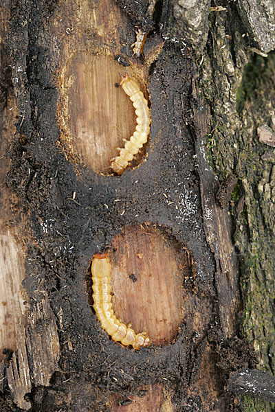 Feuerkäfer (Pyrochroa coccinea)