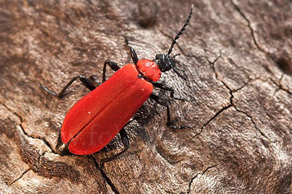 Feuerkäfer (Pyrochroa coccinea)