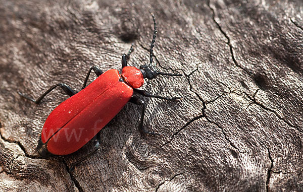 Feuerkäfer (Pyrochroa coccinea)