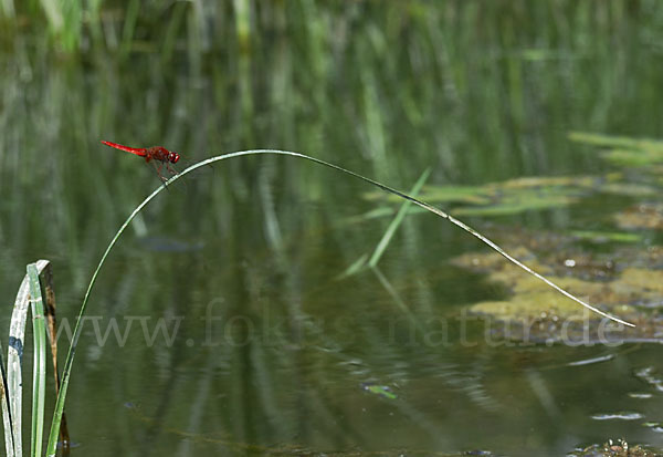 Feuerlibelle (Crocothemis erythraea)