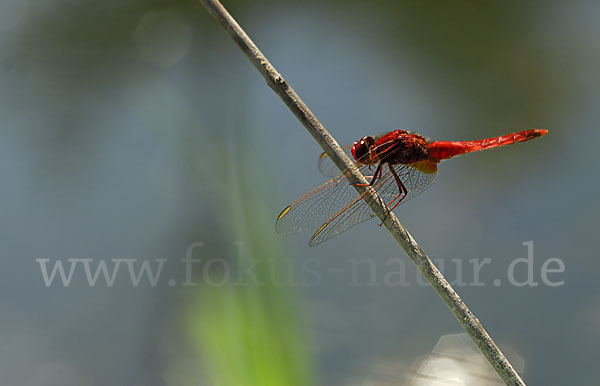 Feuerlibelle (Crocothemis erythraea)