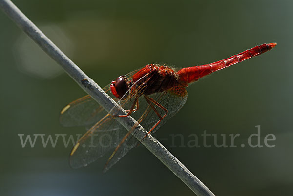 Feuerlibelle (Crocothemis erythraea)