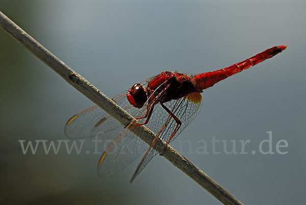 Feuerlibelle (Crocothemis erythraea)