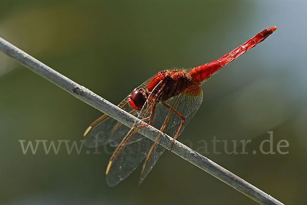 Feuerlibelle (Crocothemis erythraea)