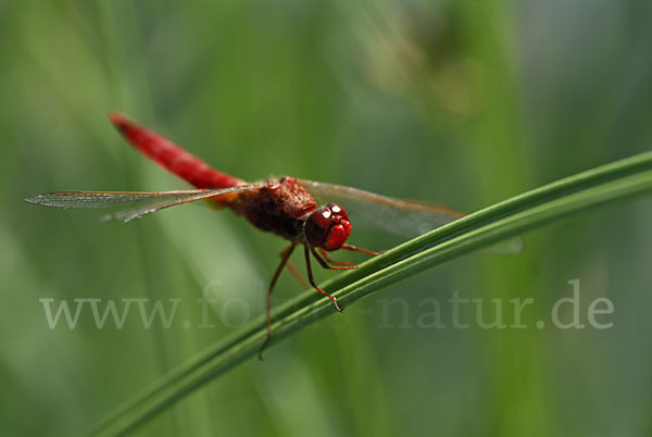 Feuerlibelle (Crocothemis erythraea)