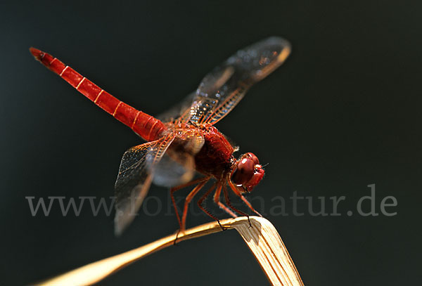 Feuerlibelle (Crocothemis erythraea)