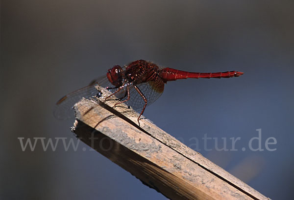 Feuerlibelle (Crocothemis erythraea)