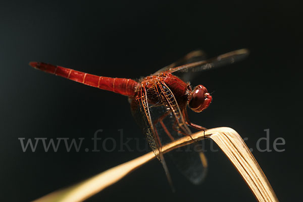 Feuerlibelle (Crocothemis erythraea)