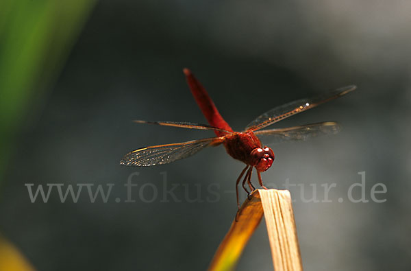 Feuerlibelle (Crocothemis erythraea)