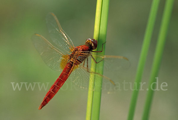 Feuerlibelle (Crocothemis erythraea)