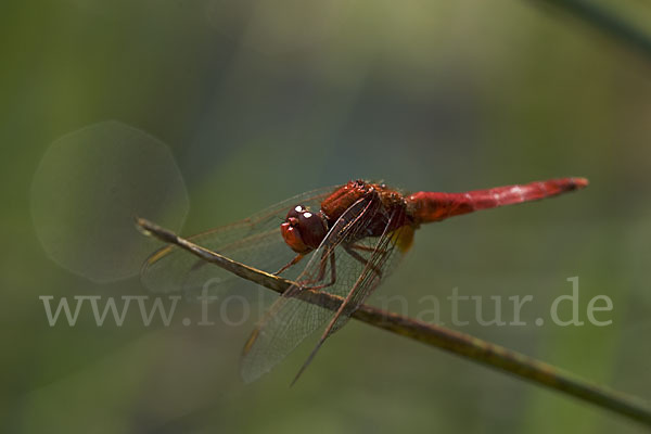 Feuerlibelle (Crocothemis erythraea)