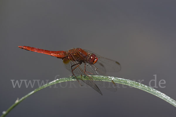 Feuerlibelle (Crocothemis erythraea)