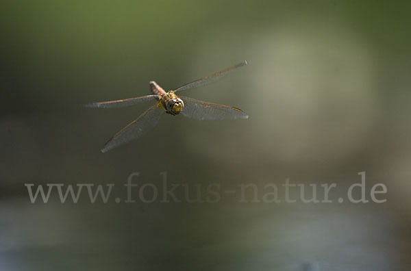 Feuerlibelle (Crocothemis erythraea)