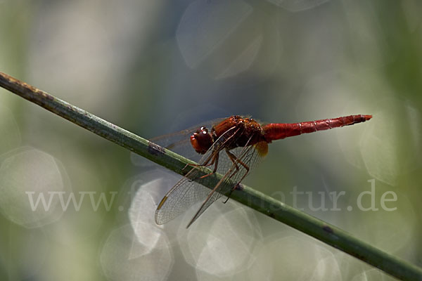 Feuerlibelle (Crocothemis erythraea)