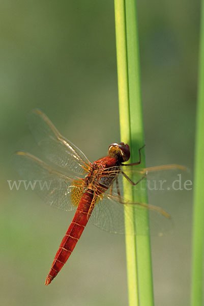 Feuerlibelle (Crocothemis erythraea)