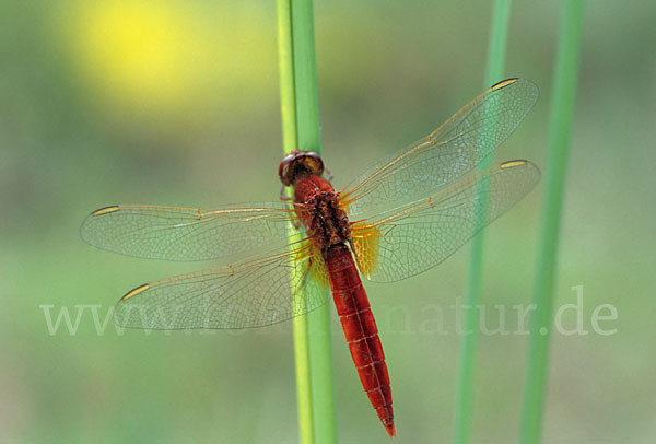 Feuerlibelle (Crocothemis erythraea)