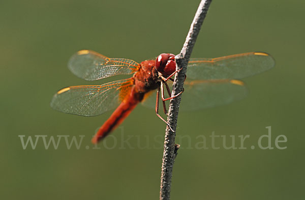 Feuerlibelle (Crocothemis erythraea)