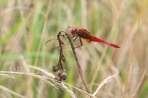 Feuerlibelle (Crocothemis erythraea)