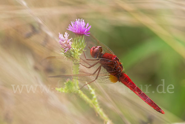 Feuerlibelle (Crocothemis erythraea)