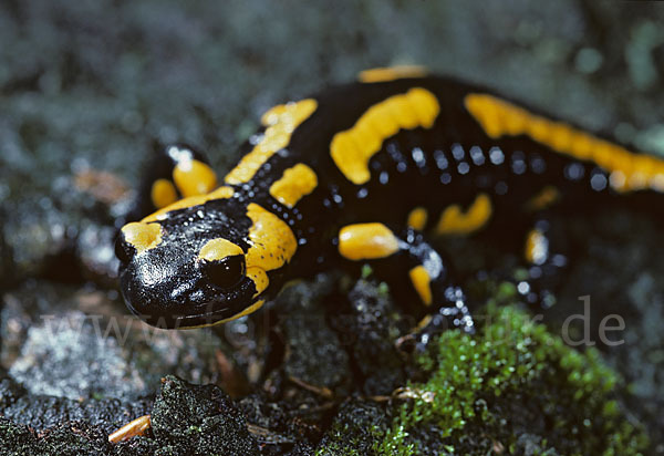 Feuersalamander (Salamandra salamandra)