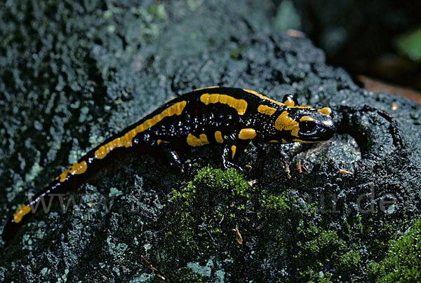 Feuersalamander (Salamandra salamandra)