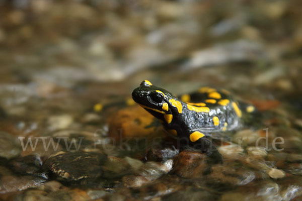 Feuersalamander (Salamandra salamandra)