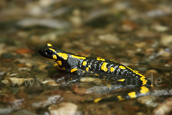 Feuersalamander (Salamandra salamandra)