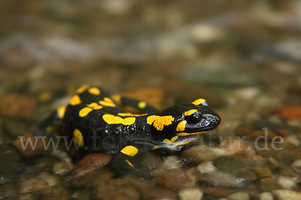 Feuersalamander (Salamandra salamandra)