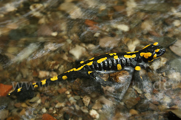 Feuersalamander (Salamandra salamandra)