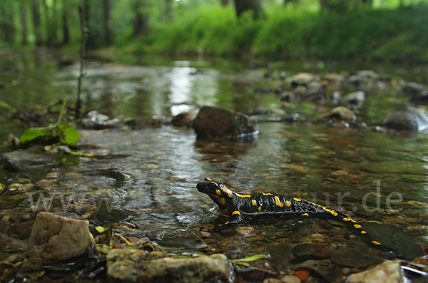 Feuersalamander (Salamandra salamandra)