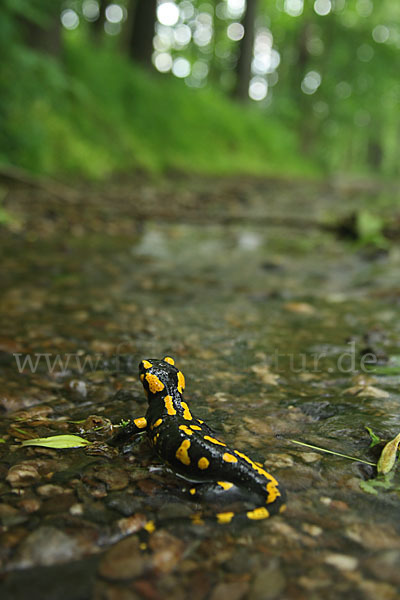 Feuersalamander (Salamandra salamandra)