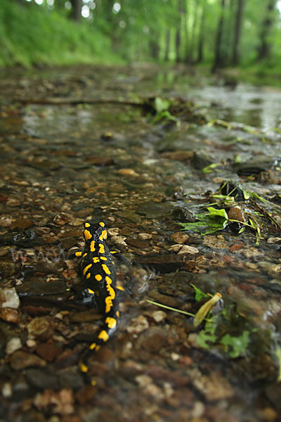 Feuersalamander (Salamandra salamandra)