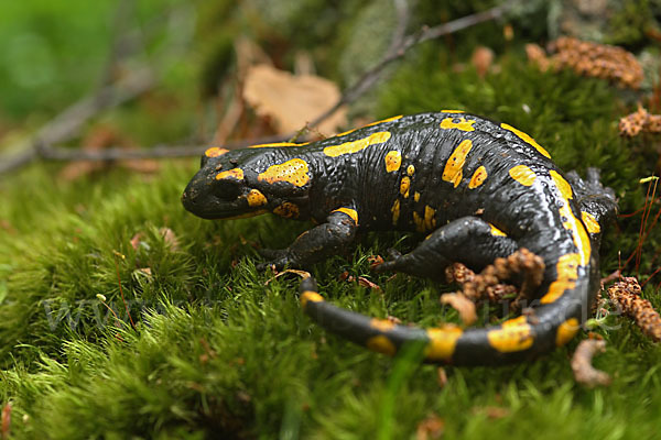 Feuersalamander (Salamandra salamandra)