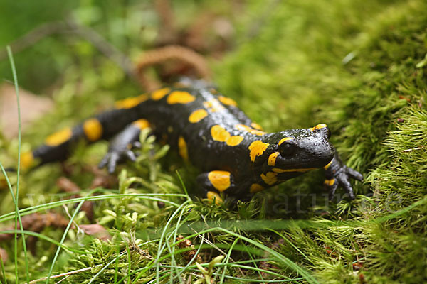 Feuersalamander (Salamandra salamandra)