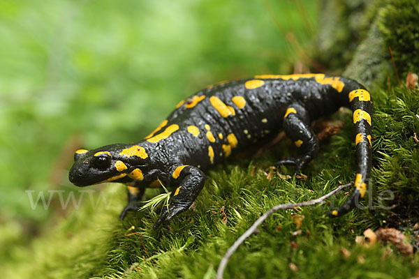 Feuersalamander (Salamandra salamandra)