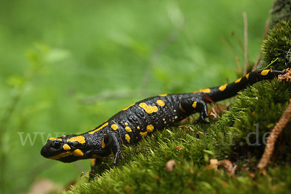 Feuersalamander (Salamandra salamandra)