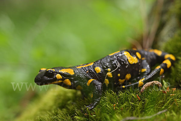 Feuersalamander (Salamandra salamandra)