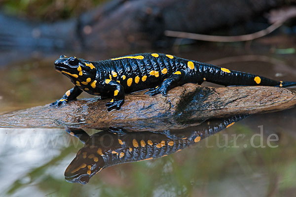 Feuersalamander (Salamandra salamandra)