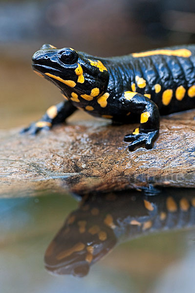 Feuersalamander (Salamandra salamandra)