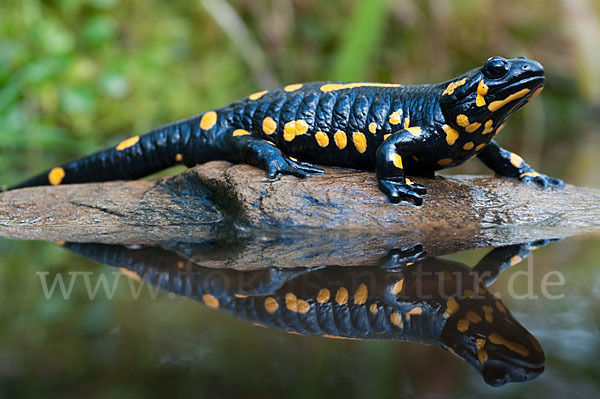 Feuersalamander (Salamandra salamandra)